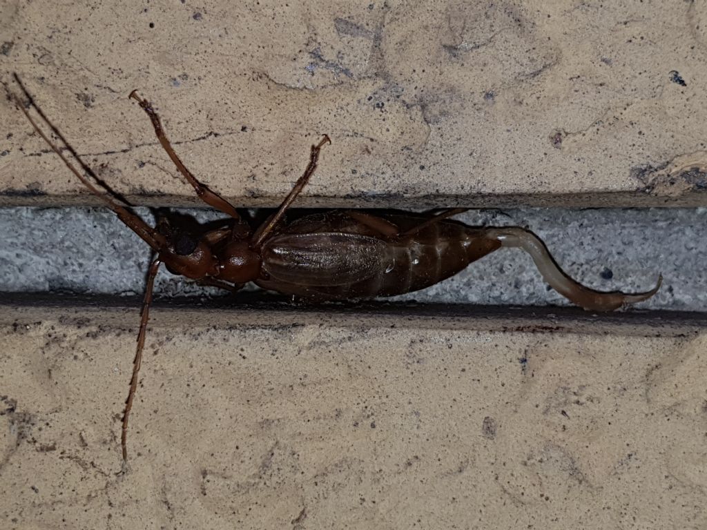 Vesperidae?  S, Vesperus luridus